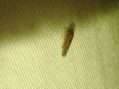 Osbornellus auronitens