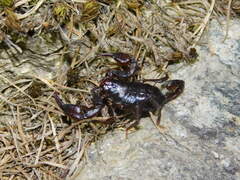 Euscorpius alpha