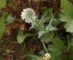 Trifolium eriocephalum