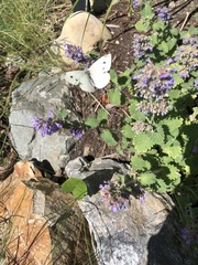 Pieris rapae