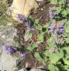 Pieris rapae