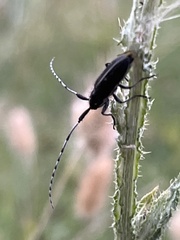 Agapanthia suturalis