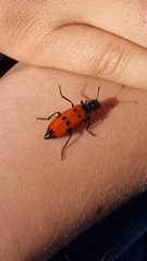 Mylabris quadripunctata