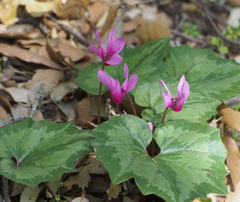 Cyclamen repandum