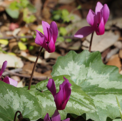 Cyclamen repandum