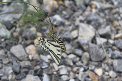 Papilio alexanor
