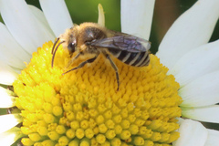 Colletes daviesanus