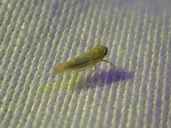 Macrosteles quadrilineatus