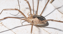 Metaphalangium