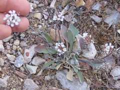 Physaria purpurea