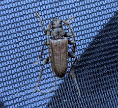 Opsimus quadrilineatus