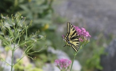 Papilio alexanor