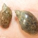 Pond and Melantho Snails - Photo (c) Robert Taylor, some rights reserved (CC BY)