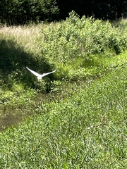 Ardea alba