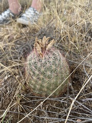 Echinomastus erectocentrus