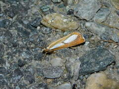 Catoptria conchella