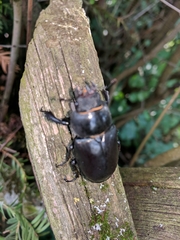 Lucanus cervus