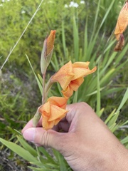 Gladiolus dalenii