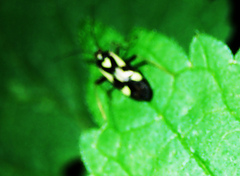 Grypocoris