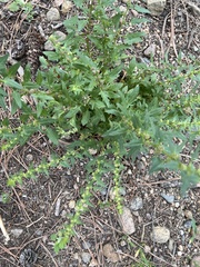 Blitum capitatum