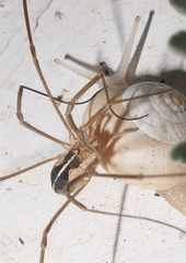 Metaphalangium