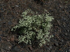 Eriogonum strictum