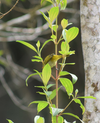 Hemithraupis ruficapilla