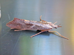 Nemotaulius hostilis