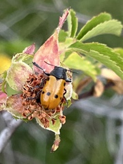 Lachnaia sexpunctata