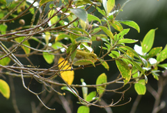 Hemithraupis ruficapilla