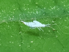 Hyaliodes