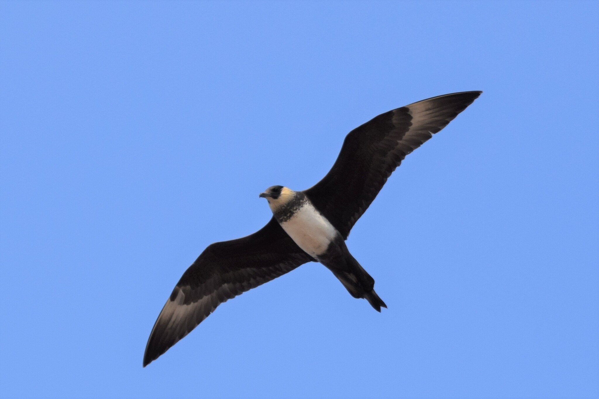 Pomarine Skua (Stercorarius pomarinus)