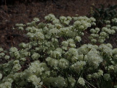 Eriogonum strictum