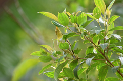 Hemithraupis ruficapilla