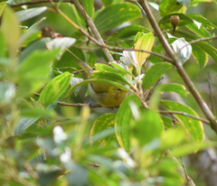 Hemithraupis ruficapilla