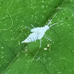 Hyaliodes