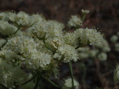 Eriogonum strictum