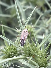 Closterotomus krueperi