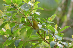 Hemithraupis ruficapilla