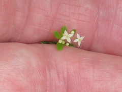 Galium asprellum