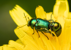 Cryptocephalus aureolus