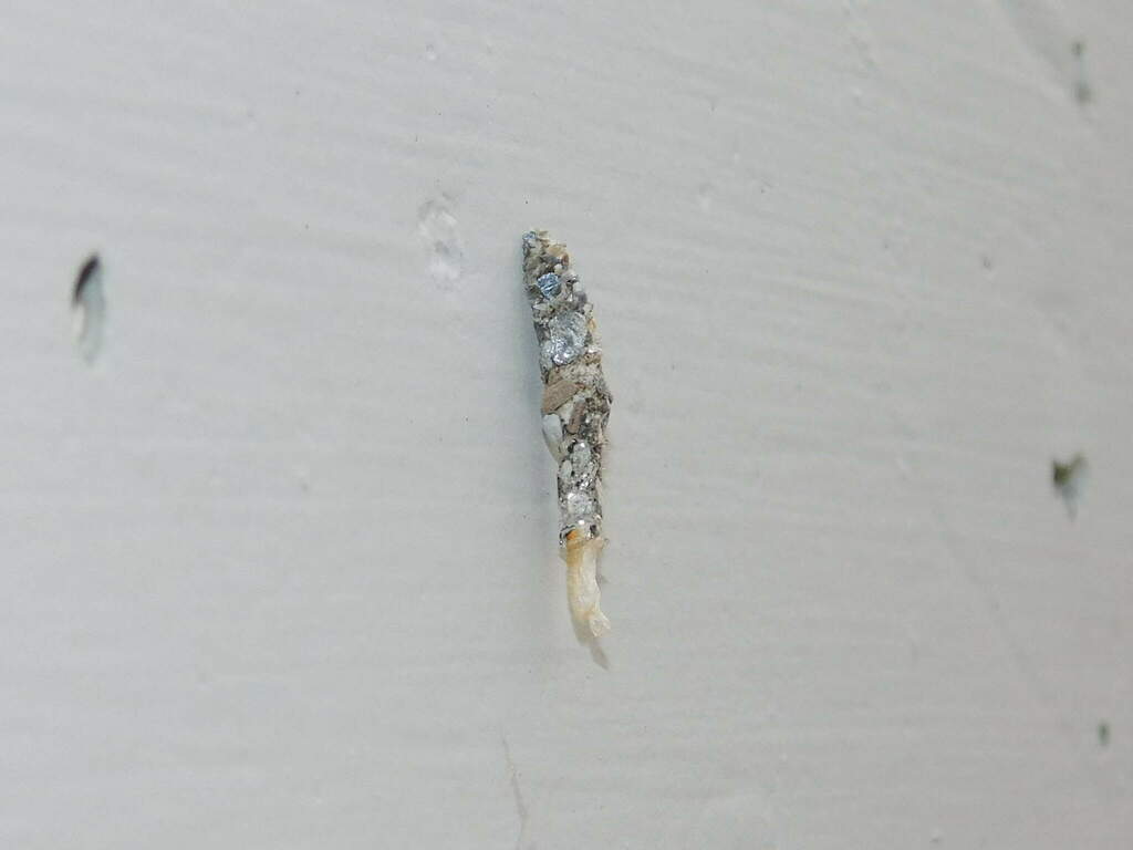 Oreopsyche tenella