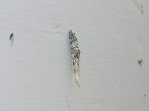 Oreopsyche tenella