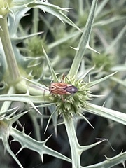 Closterotomus krueperi