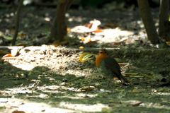 Erithacus rubecula