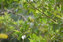 Hemithraupis ruficapilla