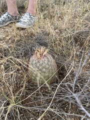 Echinomastus erectocentrus