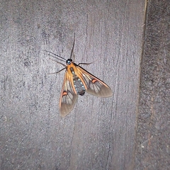 Cosmosoma cingulatum