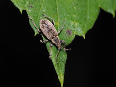 Phyllobius contemptus