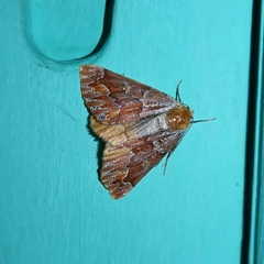 Caripeta hyperythrata